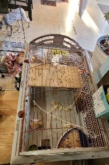 lapin domestique avec tout son kit à vendre - Photo 2