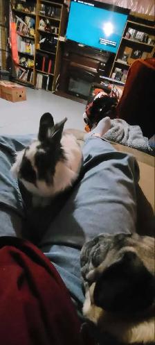 lapin domestique avec tout son kit à vendre - Photo 3