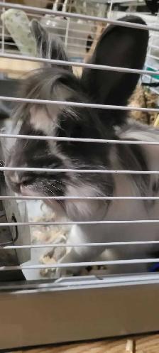 lapin domestique avec tout son kit à vendre - Photo 4