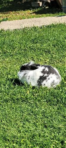 lapin domestique avec tout son kit à vendre - Photo 6