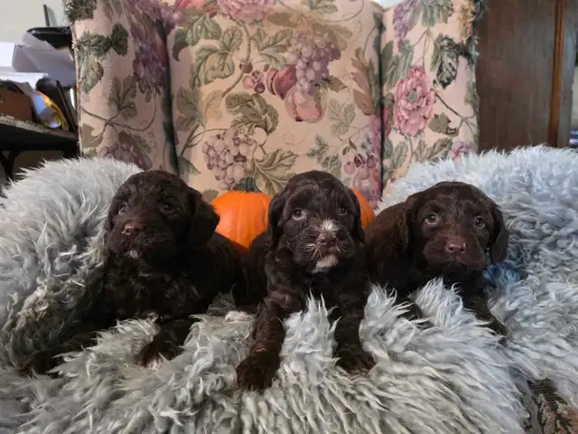 miniature Cockapoo puppies