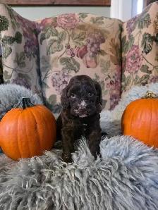 miniature Cockapoo puppies - Photo 2