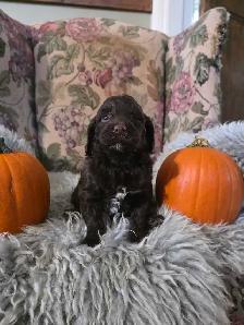 miniature Cockapoo puppies - Photo 3