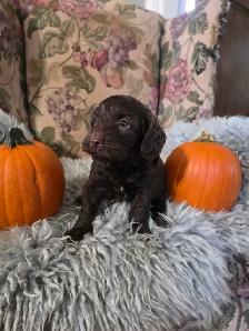 miniature Cockapoo puppies - Photo 4