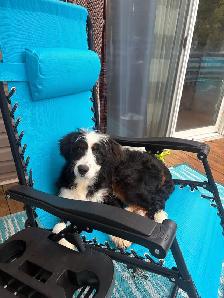 Trained Ultra Bernedoodle