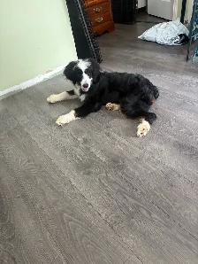 Trained Ultra Bernedoodle - Photo 2