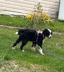 Trained Ultra Bernedoodle - Photo 3