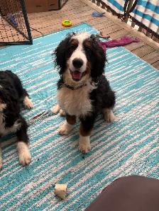 Trained Ultra Bernedoodle - Photo 4