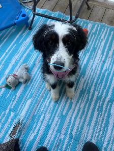 Trained Ultra Bernedoodle - Photo 5