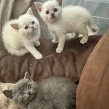 plush Scottish fold Siamese