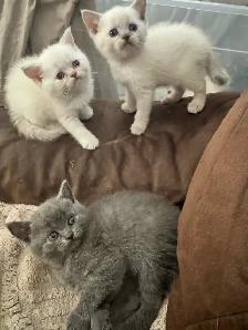 plush Scottish fold Siamese - Photo 2