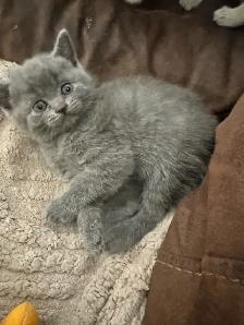 plush Scottish fold Siamese - Photo 3