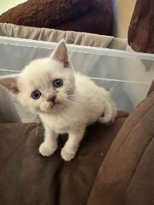 plush Scottish fold Siamese - Photo 4