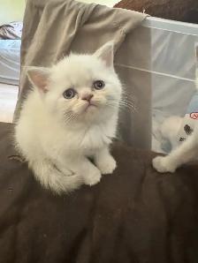 plush Scottish fold Siamese - Photo 5