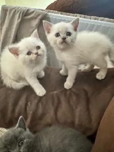 plush Scottish fold Siamese - Photo 6