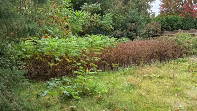 YARD WORK- SATURDAY  OCT 3-MERIVALE./SLACK ROAD-$18-$20
