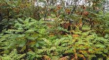 YARD WORK- SATURDAY  OCT 3-MERIVALE./SLACK ROAD-$18-$20 - Photo 3