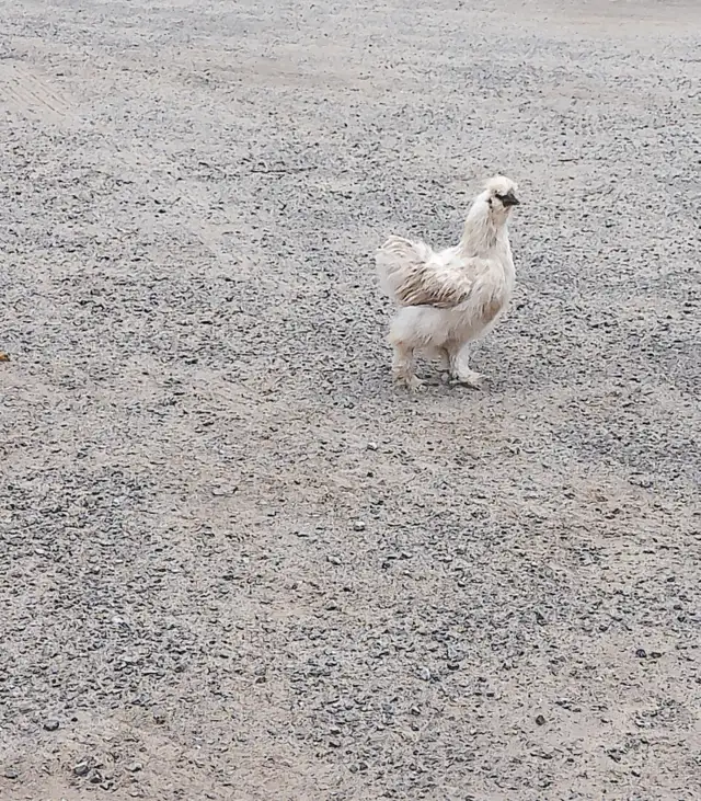 1 WHITE SILKIE