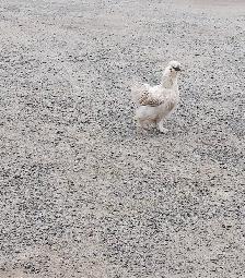 1 WHITE SILKIE