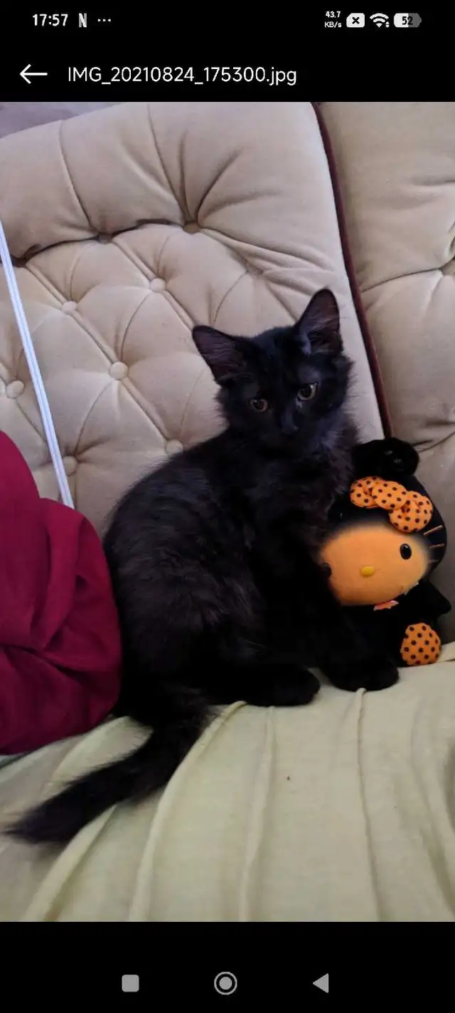 kitten for free