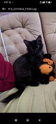 kitten for free