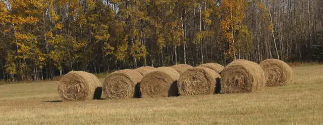 Hay for Sale-good for horses or cattle