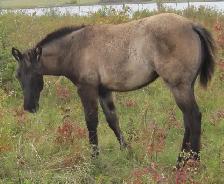 ROAN quarter horses For Sale - Photo 2