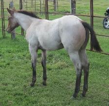 ROAN quarter horses For Sale - Photo 3