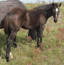 ROAN quarter horses For Sale - Photo 4