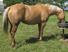 ROAN quarter horses For Sale - Photo 9