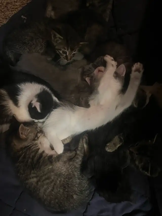 Cats & Kittens need homes.