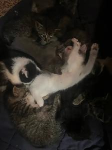 Cats & Kittens need homes.