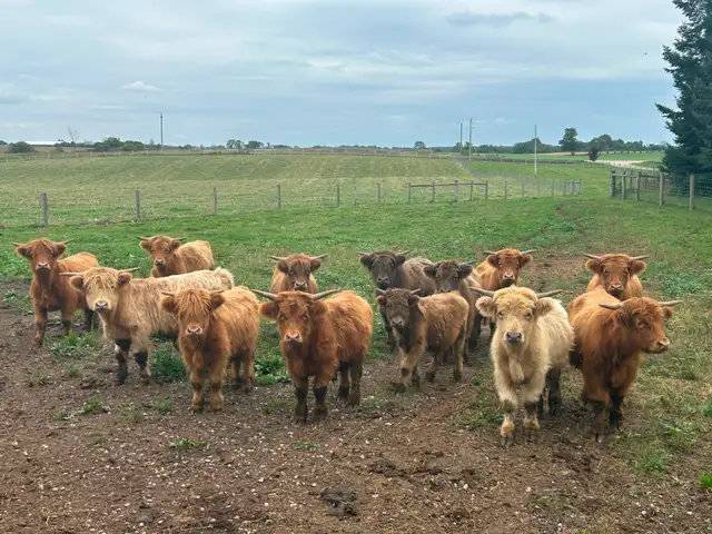 Scottish Highland Cattle