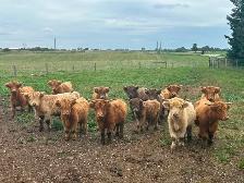 Scottish Highland Cattle