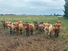 Scottish Highland Cattle - Photo 2