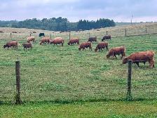 Scottish Highland Cattle - Photo 4