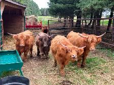 Scottish Highland Cattle - Photo 5