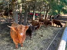 Scottish Highland Cattle - Photo 7