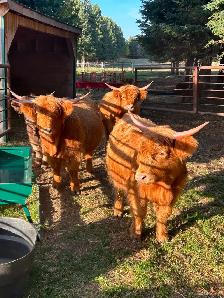 Scottish Highland Cattle - Photo 8