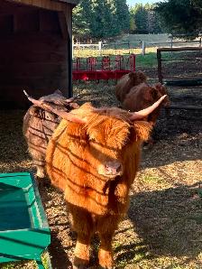 Scottish Highland Cattle - Photo 9