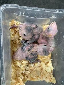 White Belly Caique babies.