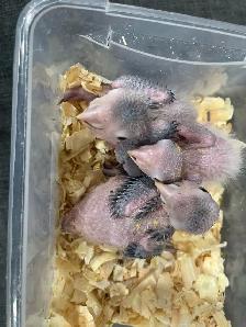 White Belly Caique babies. - Photo 2