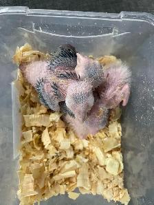 White Belly Caique babies. - Photo 3