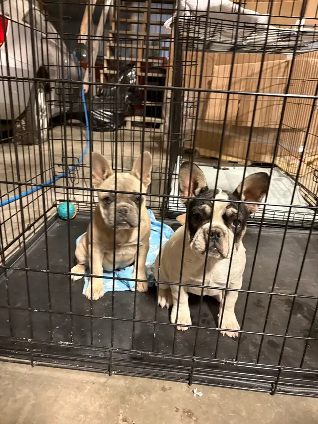 Frenchie pups