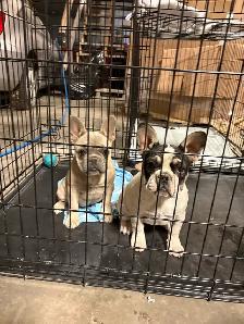 Frenchie pups