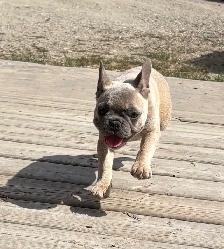 Frenchie pups - Photo 2