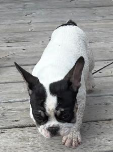 Frenchie pups - Photo 3