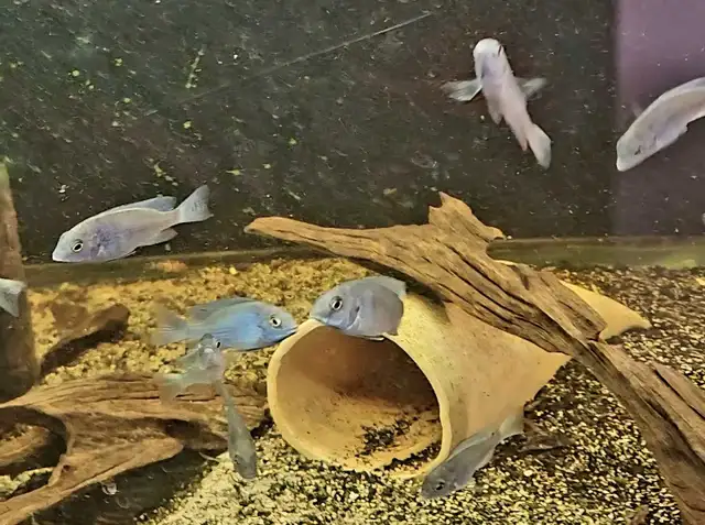 blue dolphin cichlids 2'-2.5'