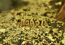 yoyo loaches 1'-1.5'