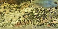 yoyo loaches 1'-1.5' - Photo 2